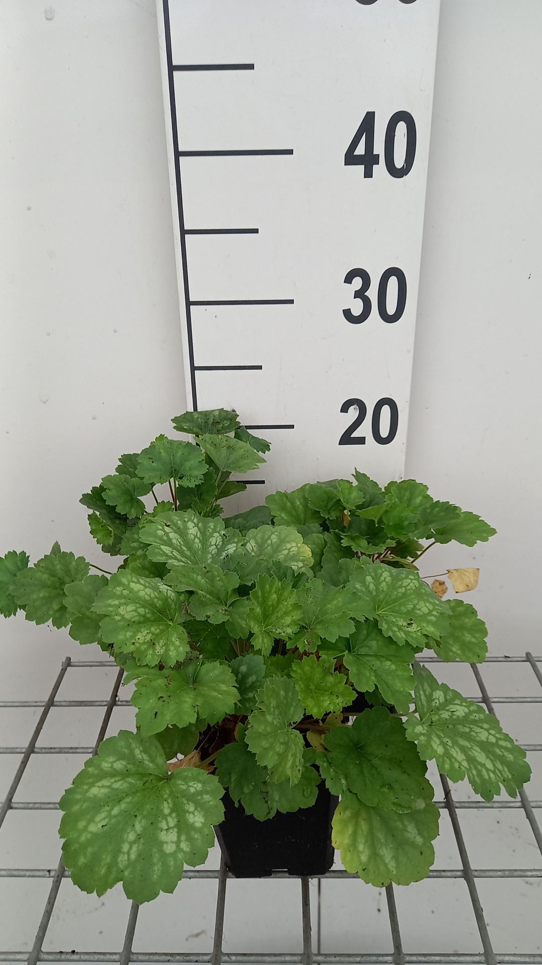 Heuchera sanguinea 'White Cloud' - pot 9x9 cm