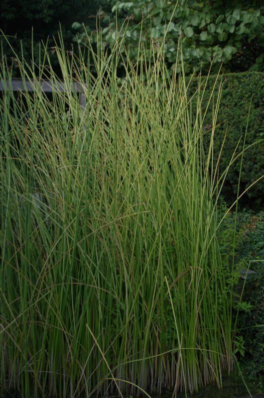Plantenfiche-Schoenoplectus-lacustris-Albescens-