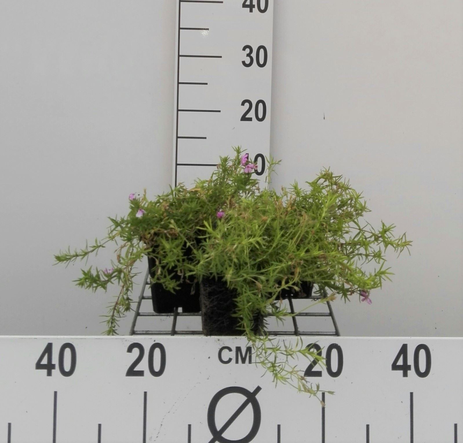 Phlox 'Moerheimii' - pot 9x9 cm