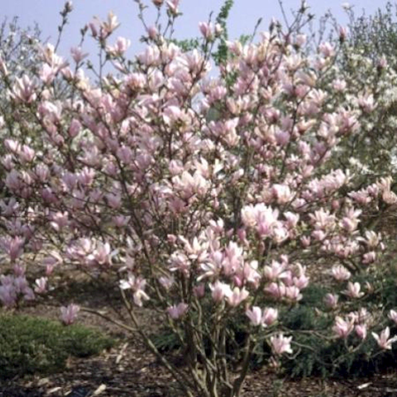 Plantenfiche-Magnolia-George-Henry-Kern-