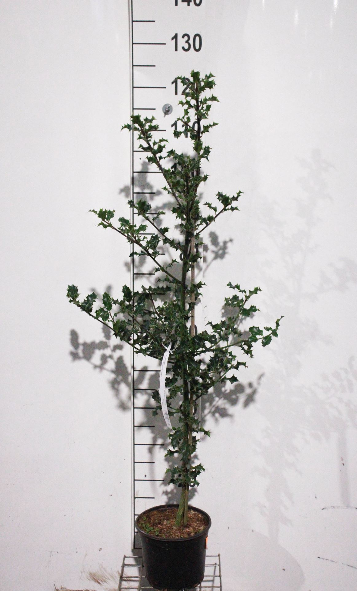 Ilex aquifolium - pot - 80-100 cm