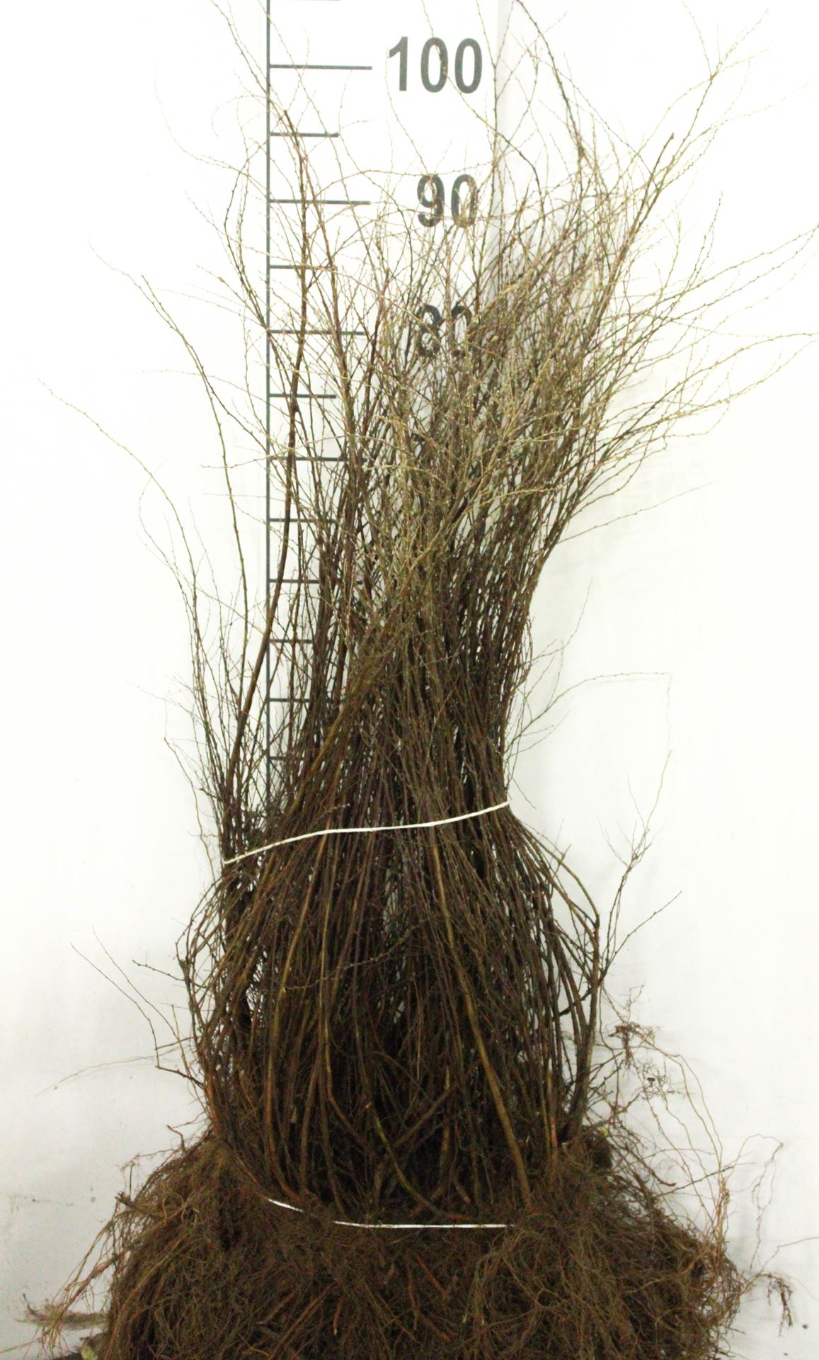 Spiraea x cinerea 'Grefsheim' - bare root - 60-80 cm - 4-5 branches