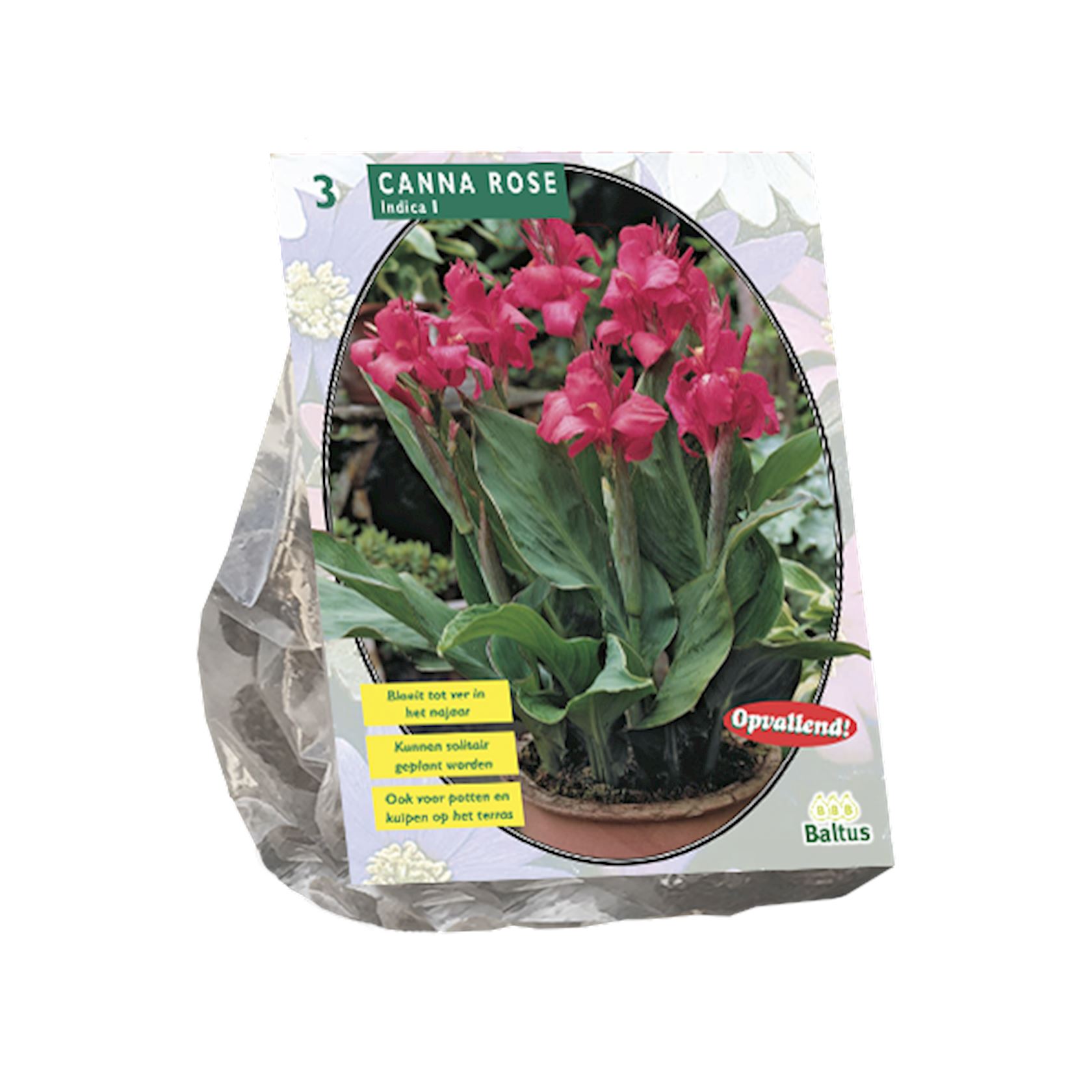 canna-groenblad-roze-per-3
