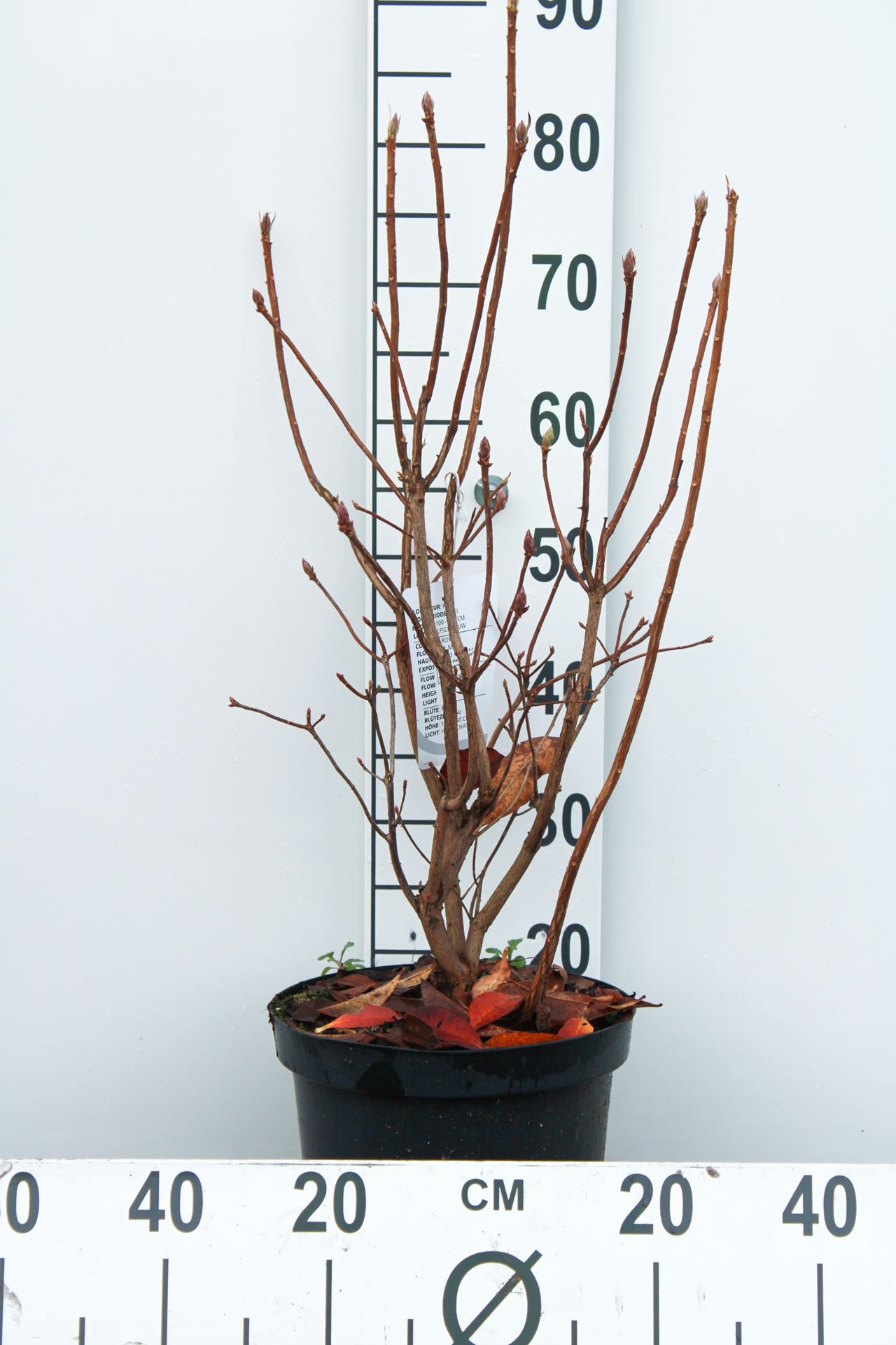 Rhododendron 'Knap Hill Pink' - pot 7,5L - 80+ cm