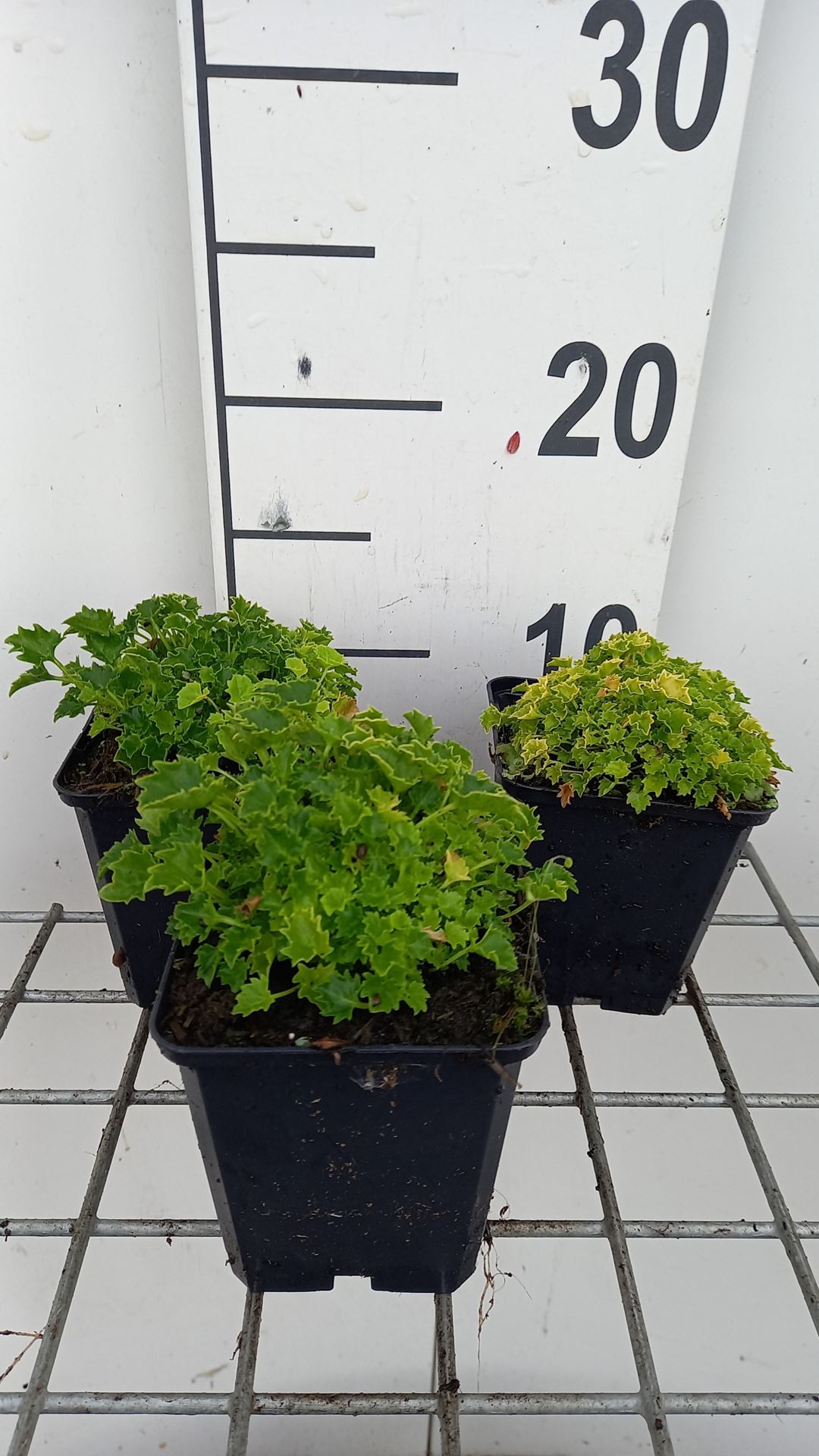 Campanula 'Dickson's Gold' - pot 9x9 cm
