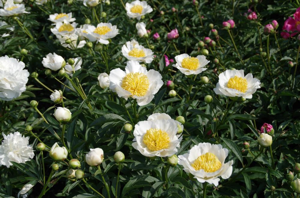 Plantenfiche-Paeonia-Moon-of-Nippon-