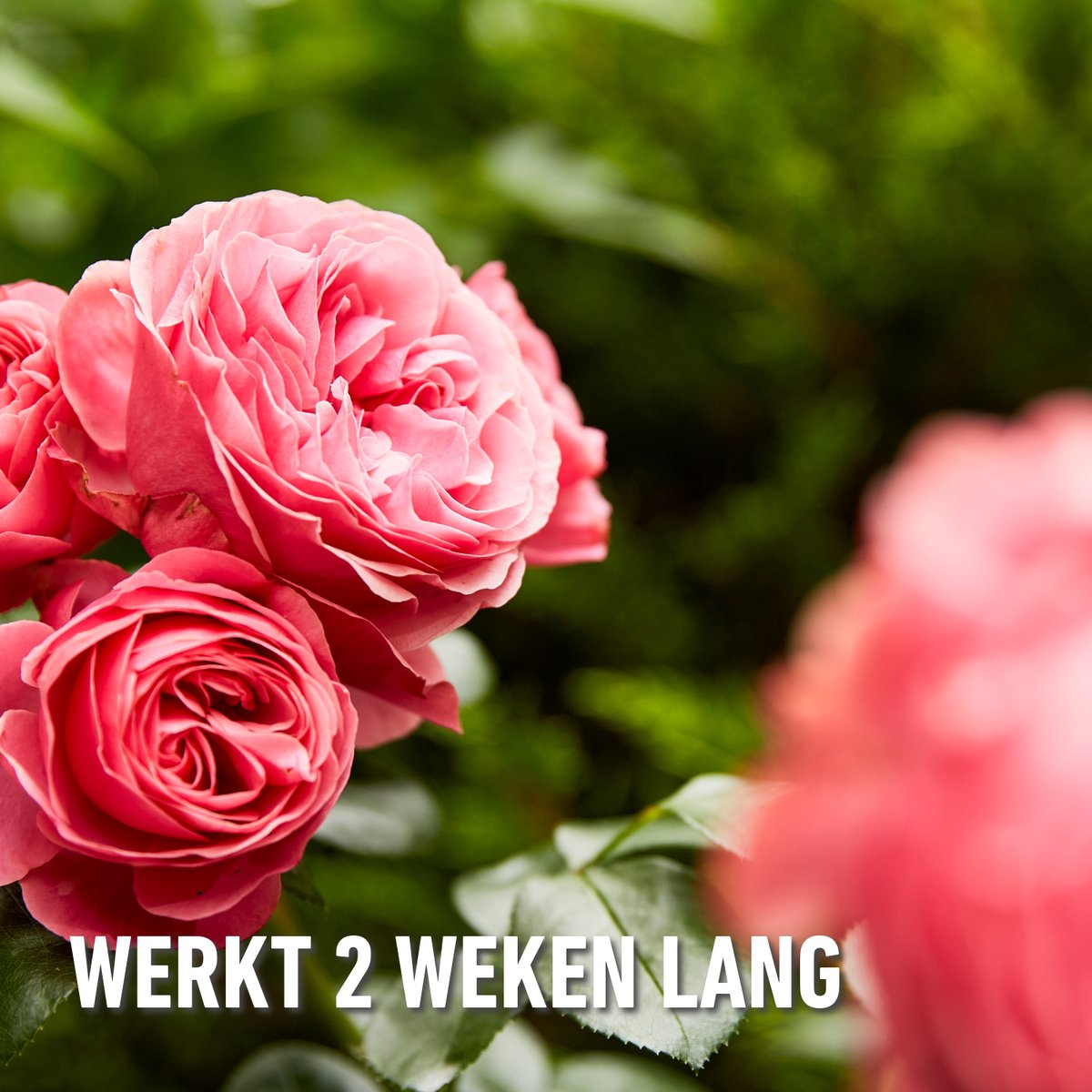 Compo karate garden 100ml - concentraat - insectenbestrijder - tegen bijtende en zuigende insecten - voor groenten, fruit en sierplanten - snelle werking - 100 m²