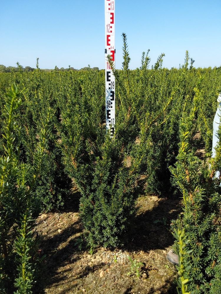 Taxus x media 'Hillii' - aardekluit - 60-80 cm