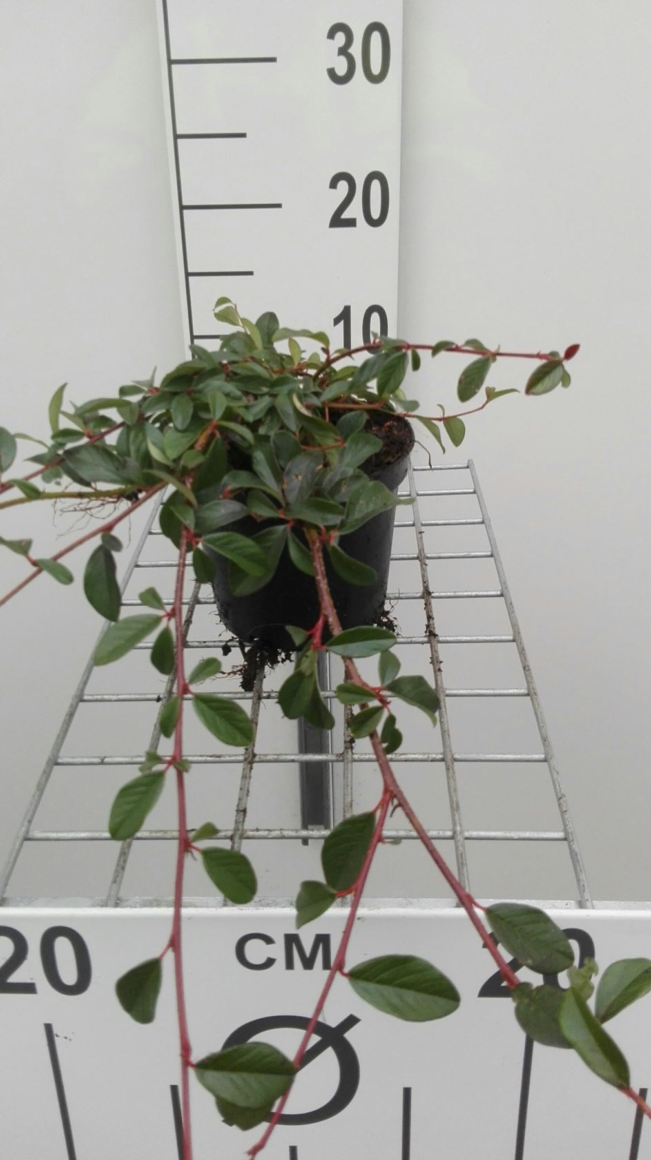 Cotoneaster dammeri 'Major' - pot 1,3L - 20-30 cm