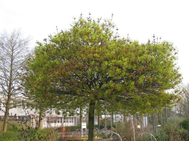 Plantenfiche-Acer-platanoides-Globosum-