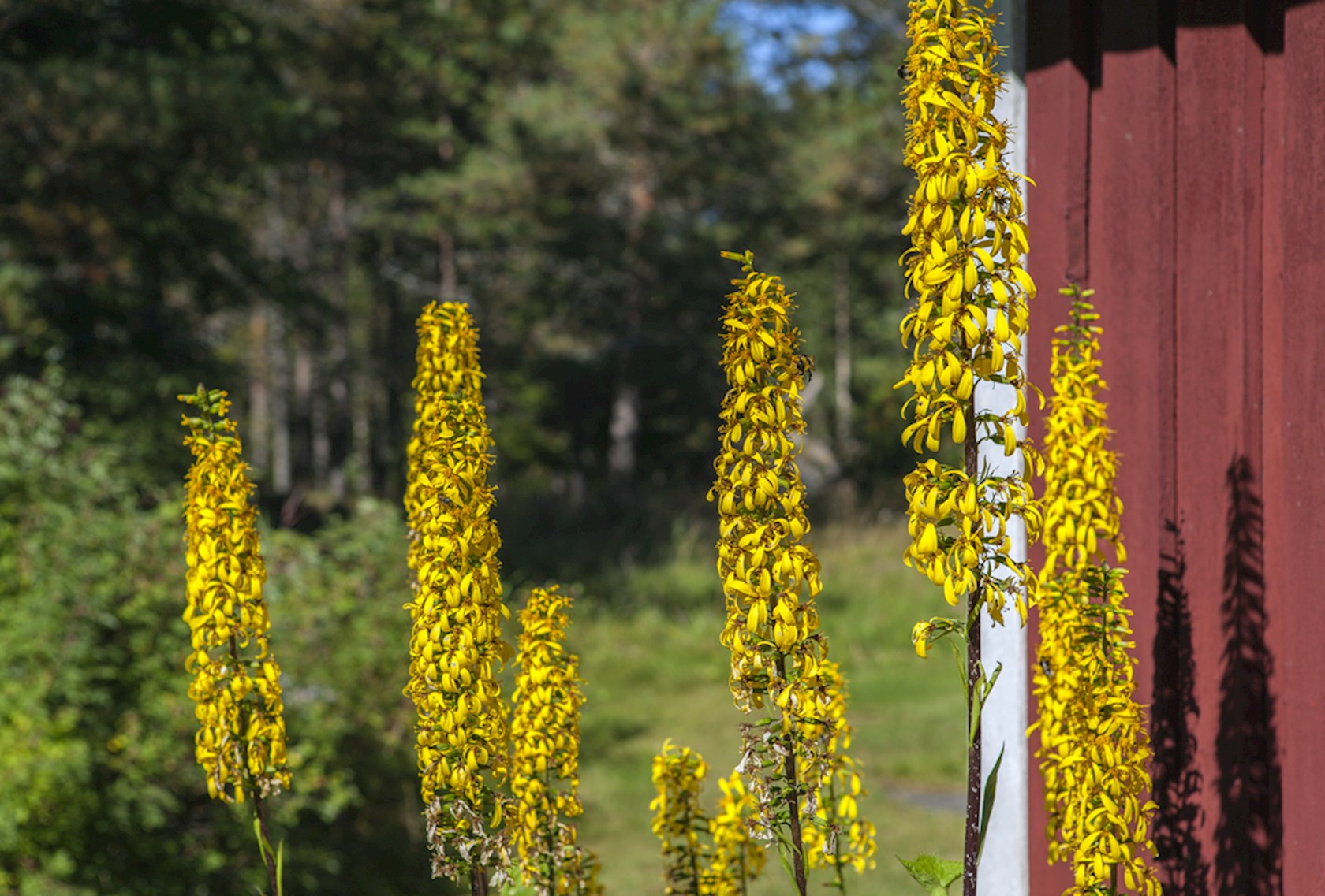 Plantenfiche-Ligularia-stenocephala-The-Rocket-