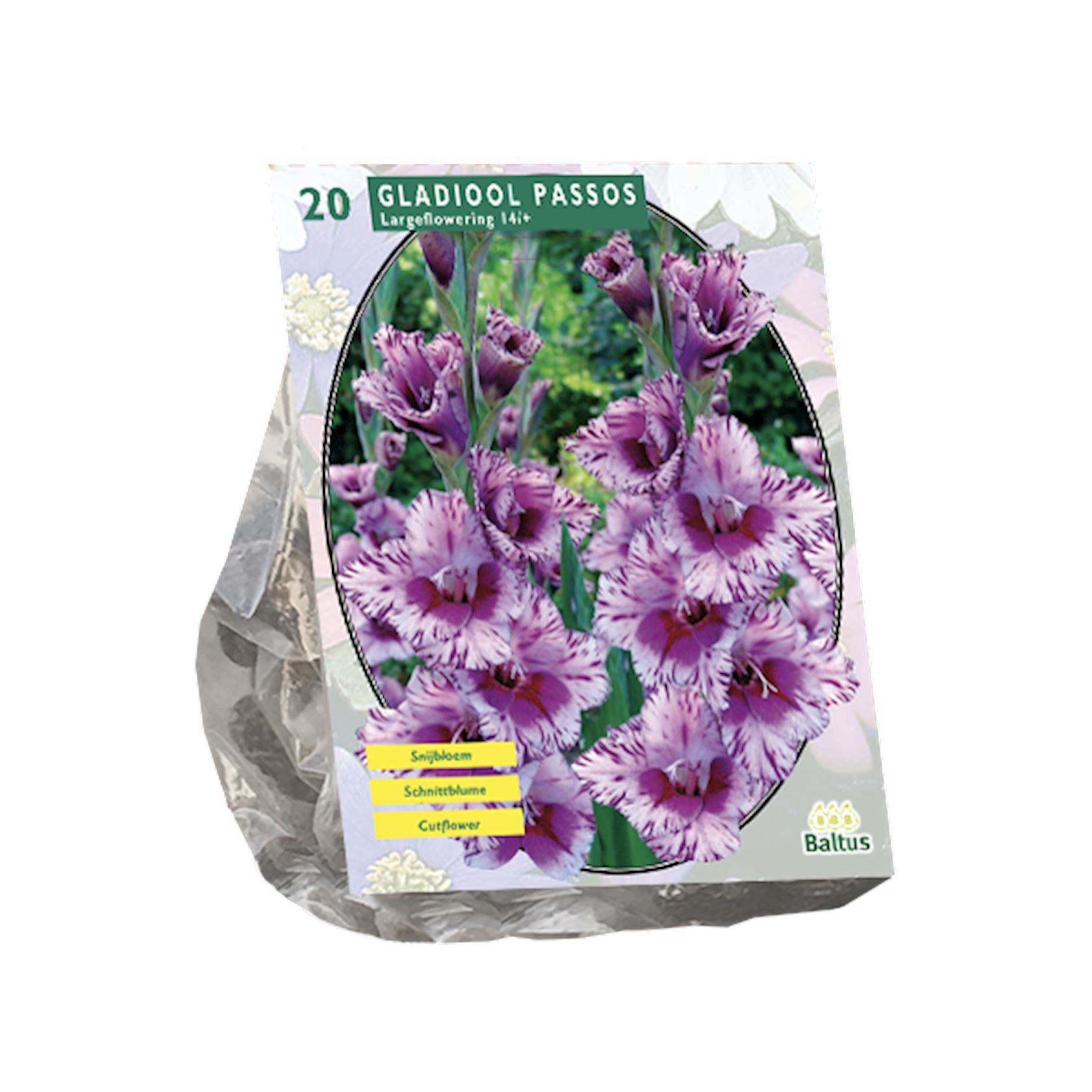 gladiolus-passos-per-20