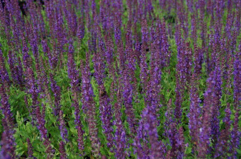 Plantenfiche-Salvia-nemorosa-Blaukonigin-