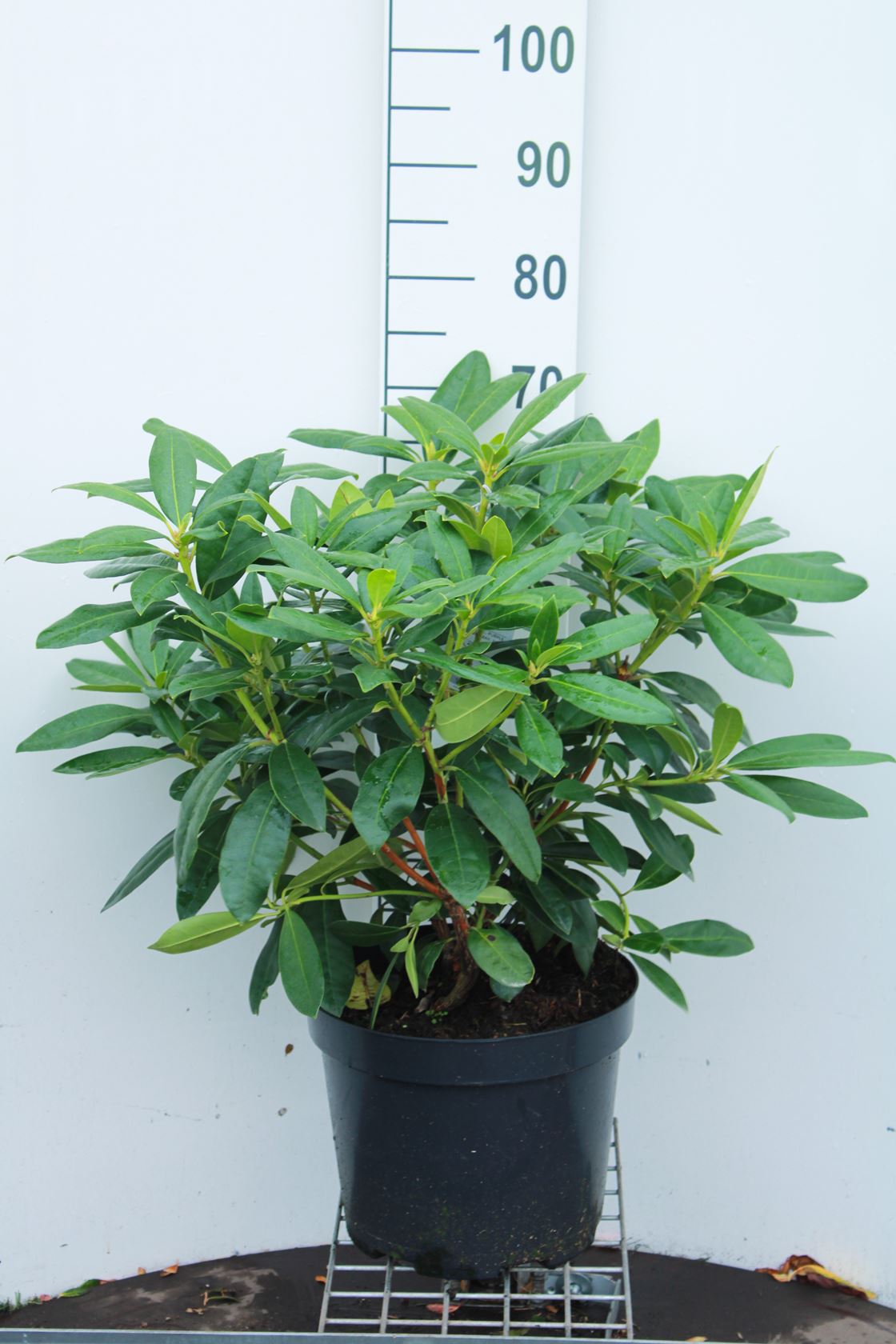 Rhododendron ponticum - pot 10L - 60-80 cm
