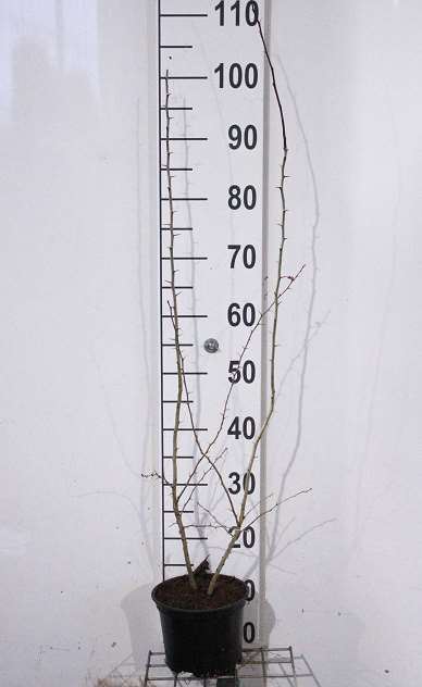 Crataegus monogyna - pot 2L - 60-80 cm