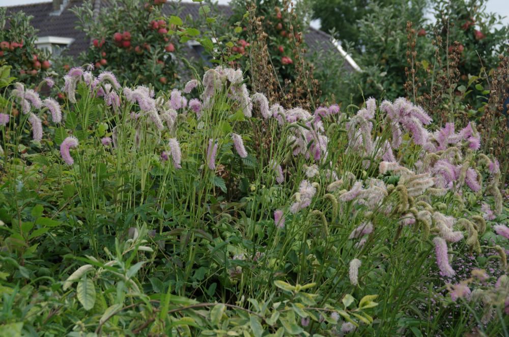 Plantenfiche-Sanguisorba-obtusa-Pimpernel-