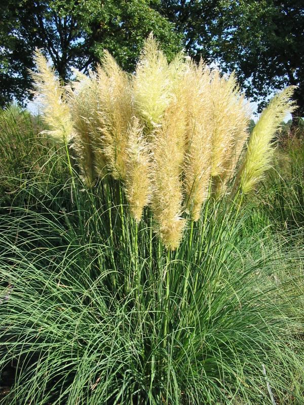 Plantenfiche-Cortaderia-selloana-Pumila-
