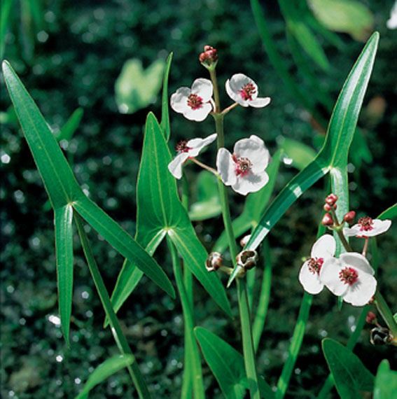 Sagittaria sagittifolia - pot 9x9 cm