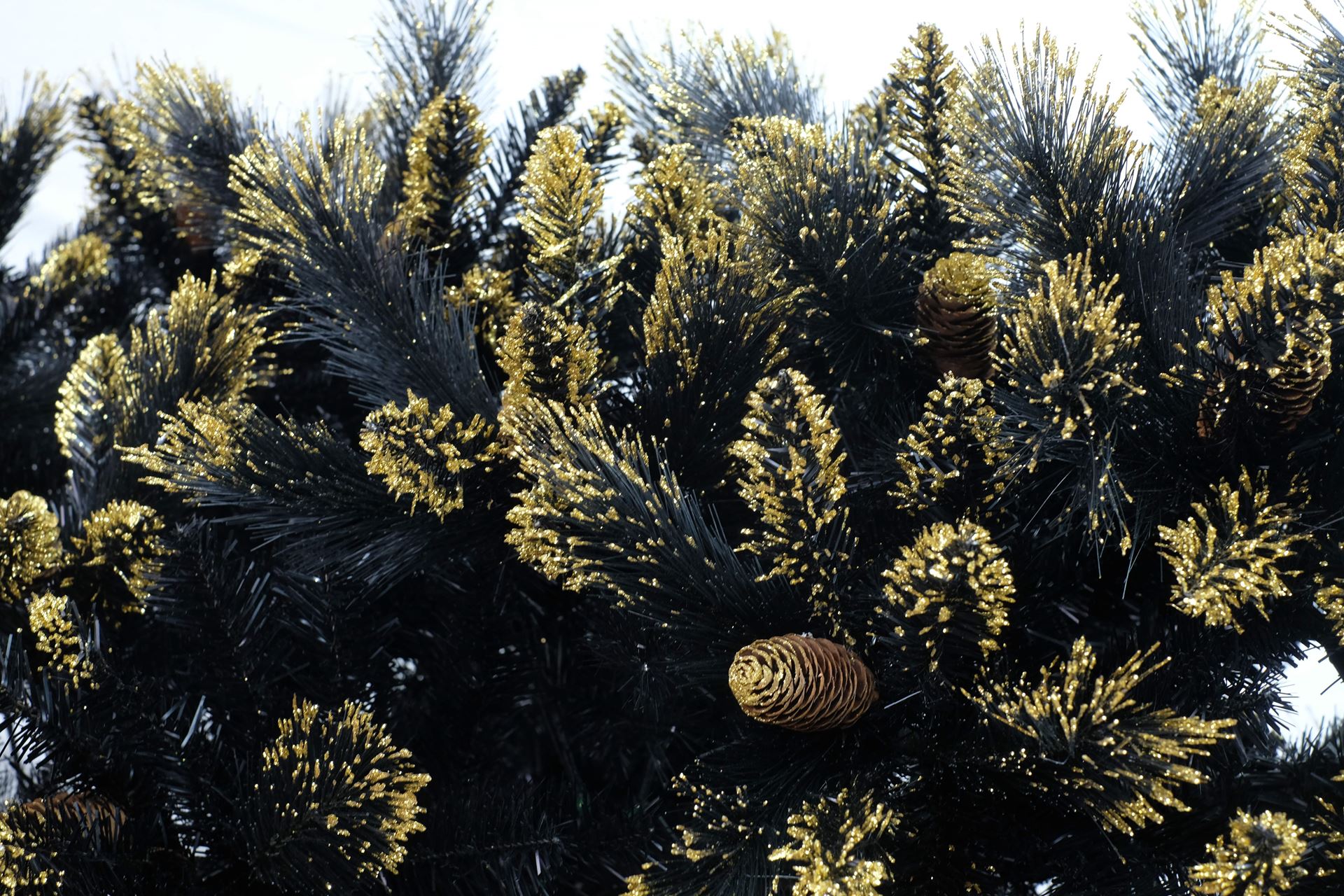 Shimmery-Golden-Black-Bristle-h213cm
