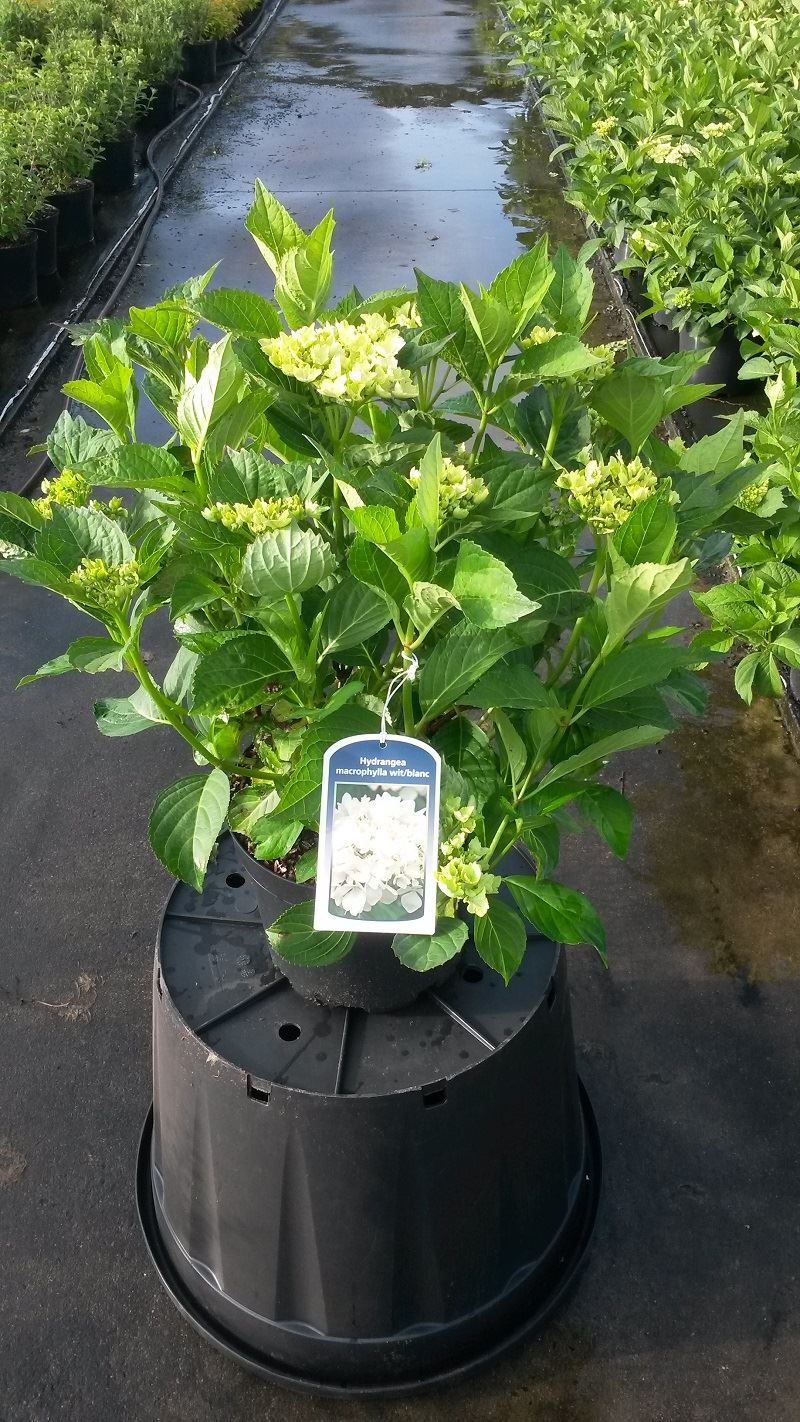Hydrangea macrophylla - wit - pot 10L - 40-60 cm