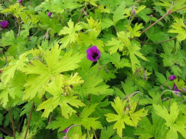 Plantenfiche-Geranium-Ann-Folkard-