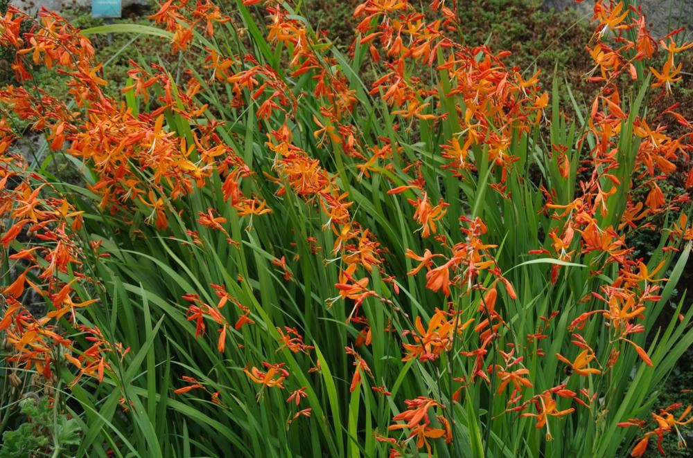 Plantenfiche-Crocosmia-x-crocosmiiflora