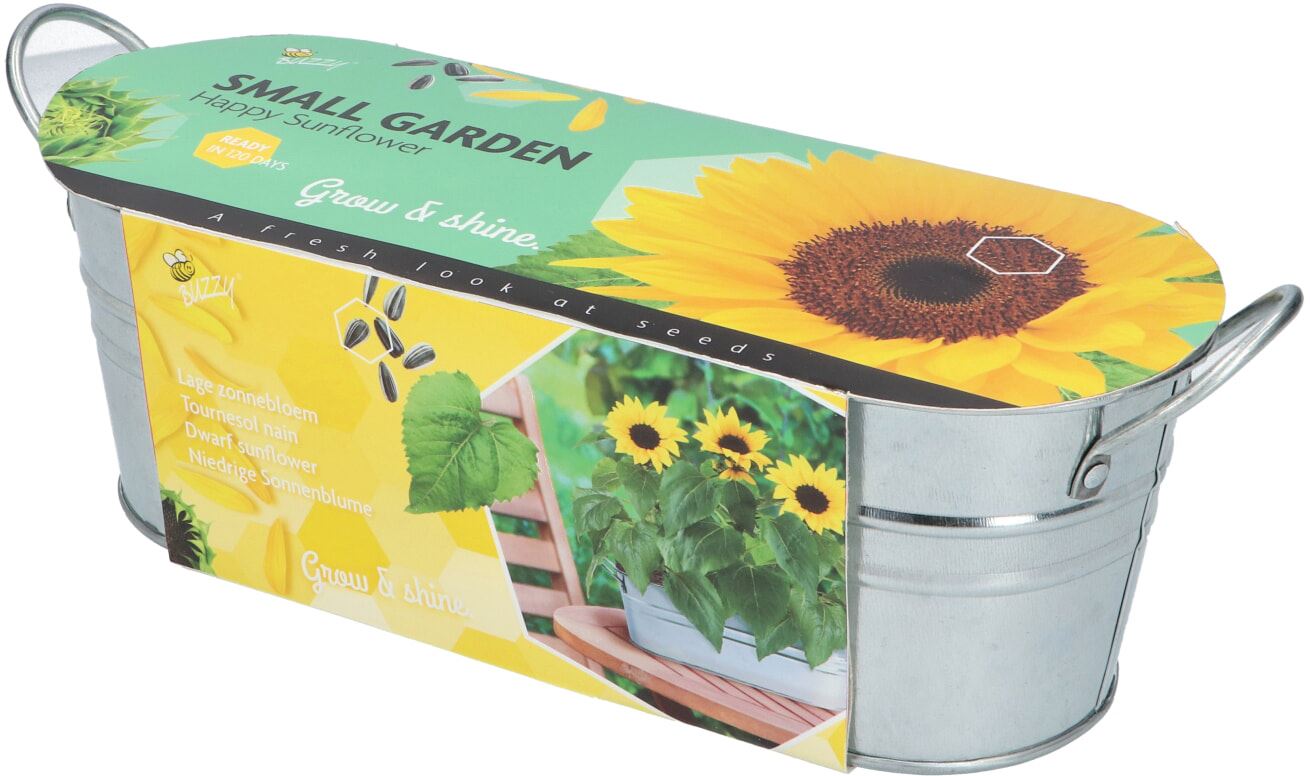 Buzzy-Small-Garden-Happy-Sunflower-6-