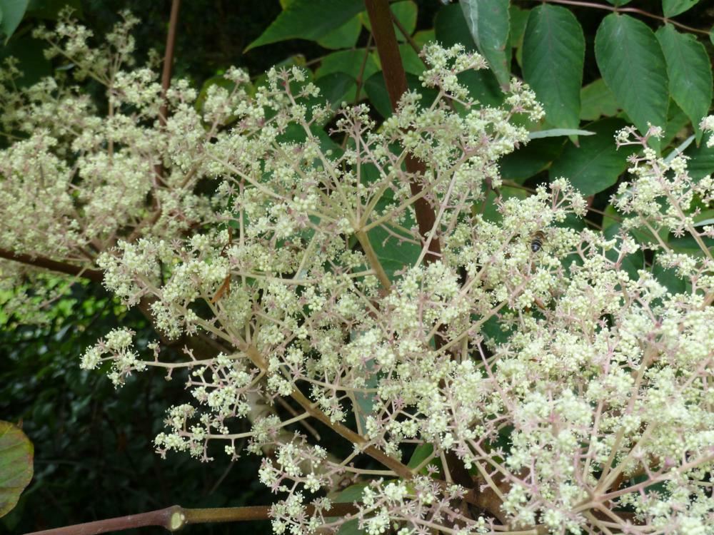 Plantenfiche-Aralia-elata