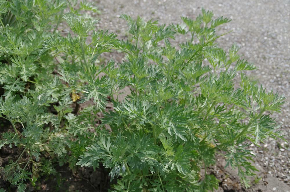 Plantenfiche-Artemisia-absinthium-Alsem-