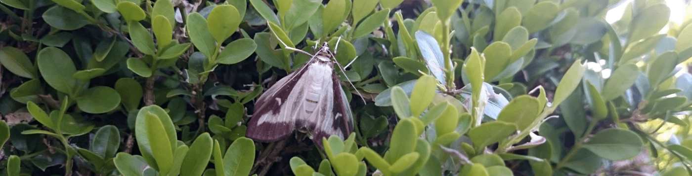 Catch the buxus moths with a funnel trap