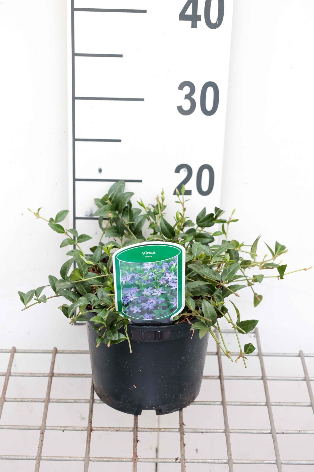 Vinca minor - pot 2L - 30-40 cm