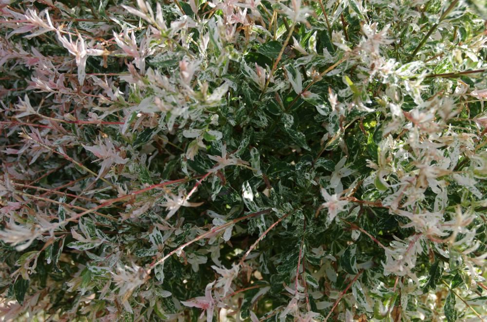 Plantenfiche-Salix-integra-Flamingo-
