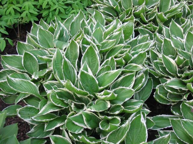 Plantenfiche-Hosta-Undulata-Albomarginata-