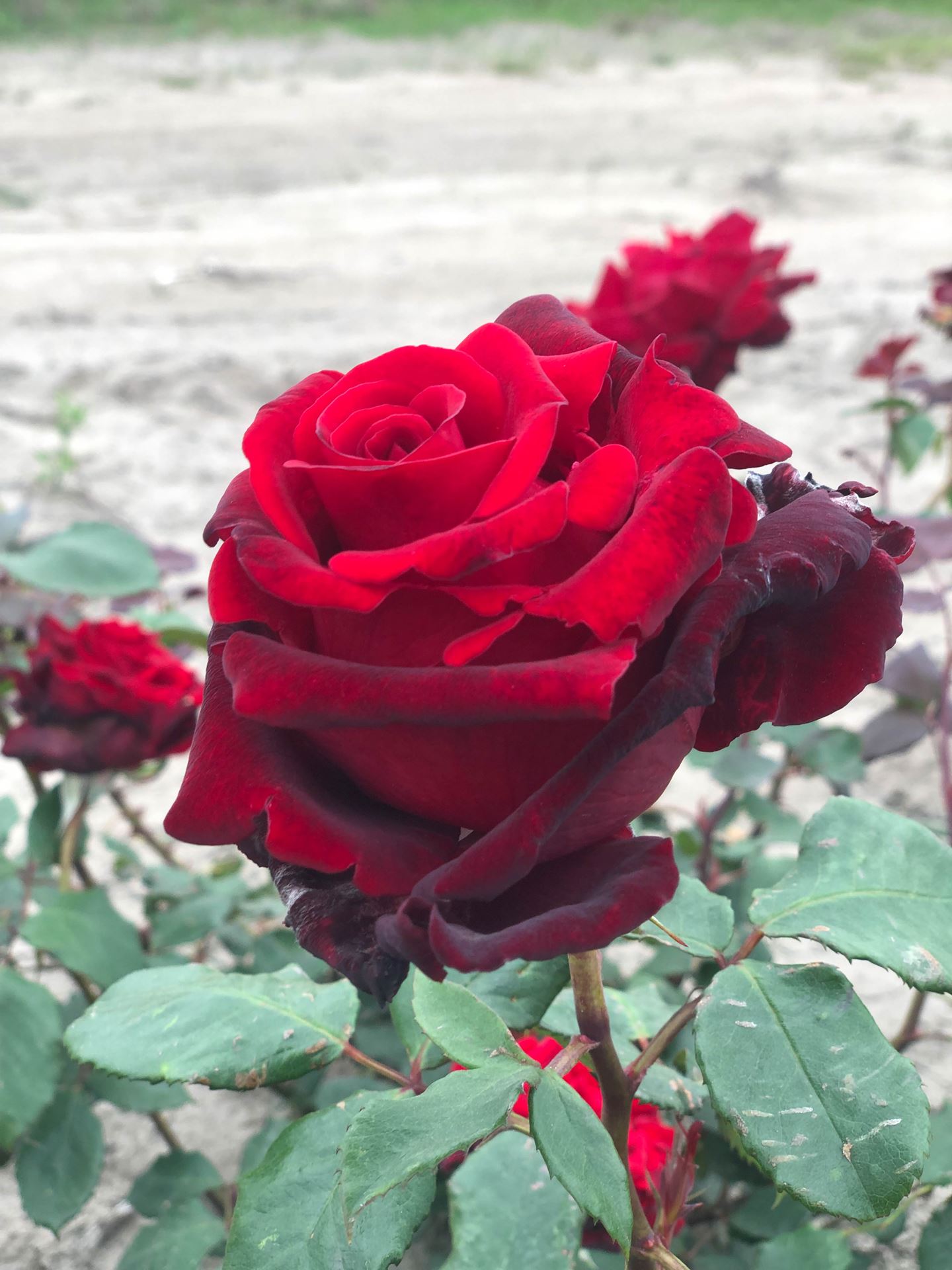 Rosa 'Meisoyris' (Graaf Lennart, Marcel Pagnol, Matilda, Velveteen) - pot