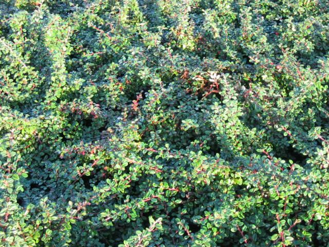 Plantenfiche-Cotoneaster-procumbens-Streib-s-Findling-