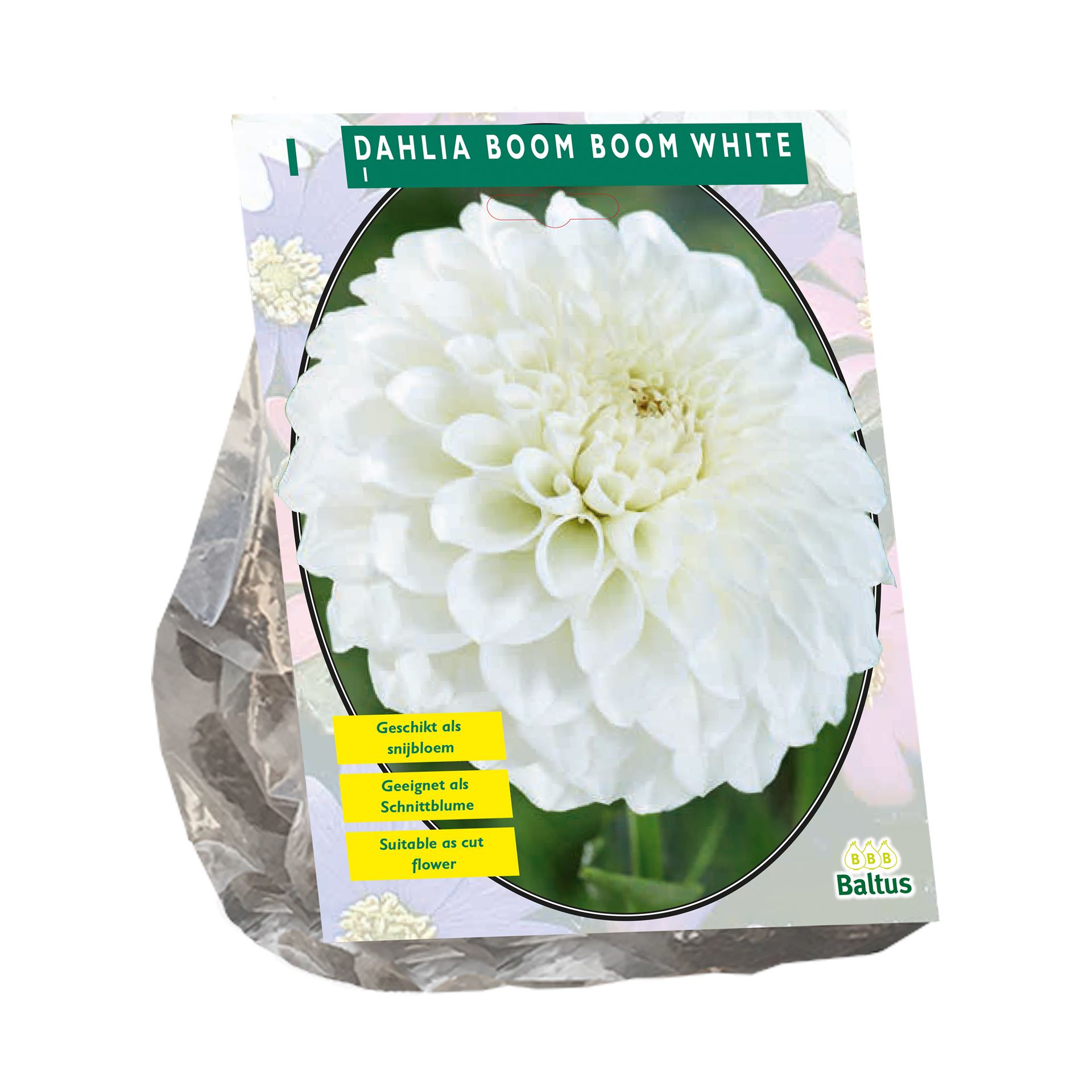 Dahlia-Boom-Boom-White-per-1