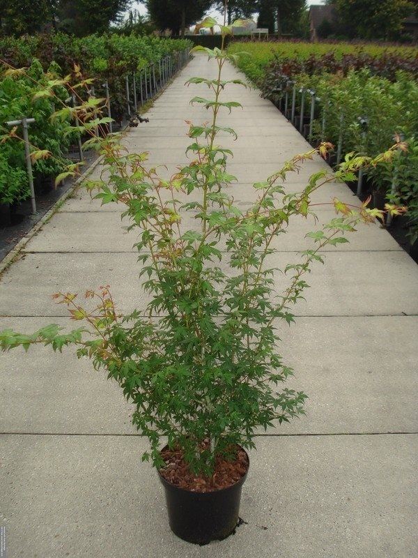 Acer palmatum - pot 12L - 125-150 cm