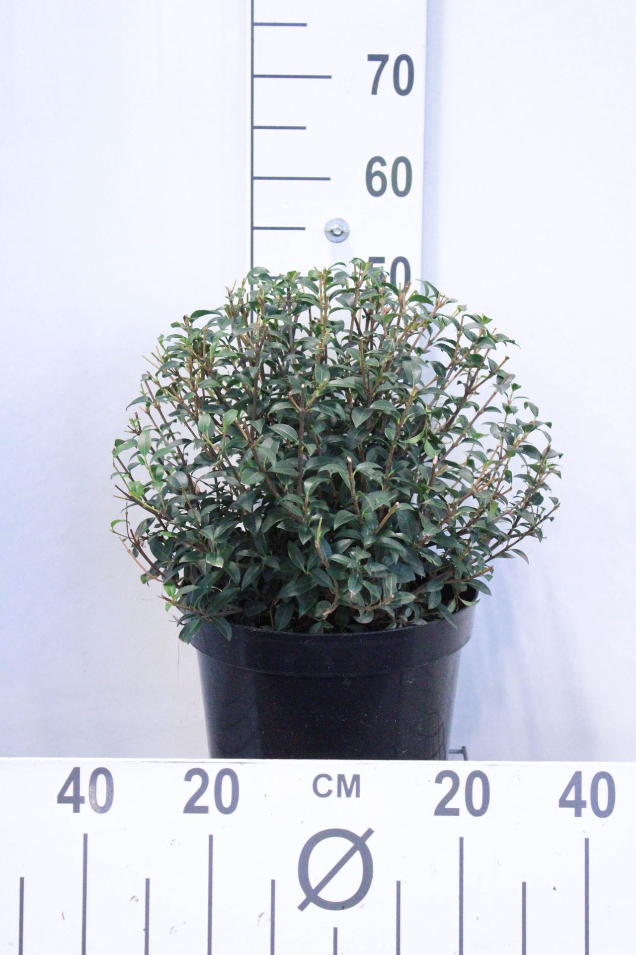 Osmanthus x burkwoodii - pot 10L - bolvorm ø40+ cm