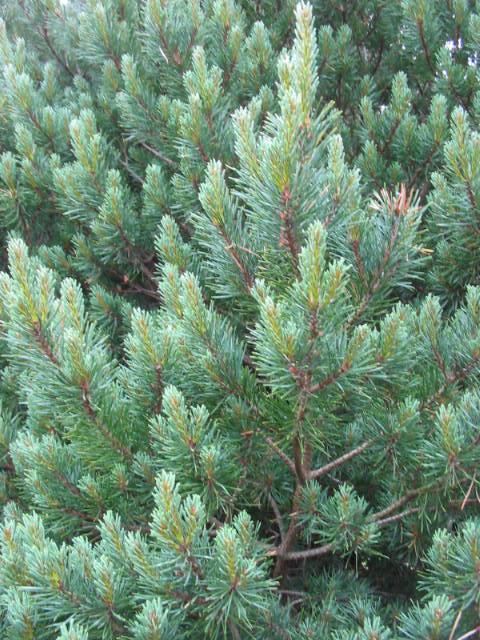 Plantenfiche-Pinus-sylvestris-Watereri-