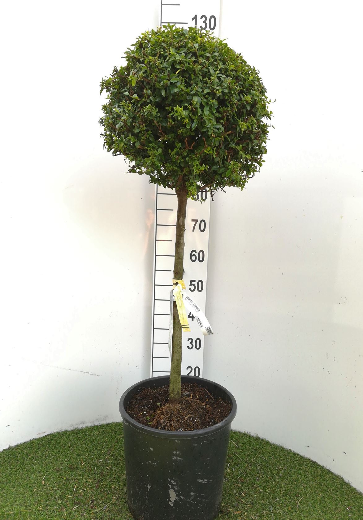 Ligustrum delavayanum - pot 15L - forme de boule sur tige hauteur 60cm - ø35 cm