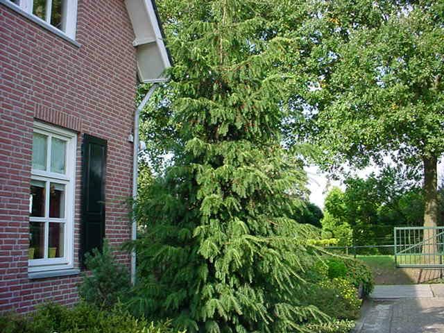 Picea omorika - clod of earth - 80-100 cm