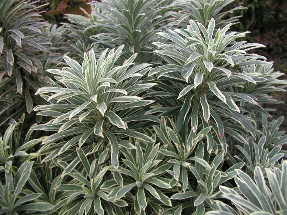 Plantenfiche-Euphorbia-characias-Wilcott-Silver-Swan-