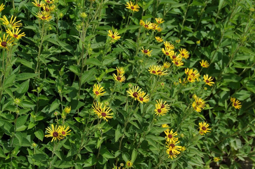 Plantenfiche-Rudbeckia-subtomentosa-Henry-Eilers-