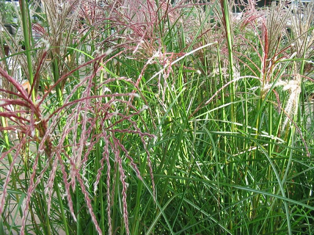 Plantenfiche-Miscanthus-sinensis-Ferner-Osten-