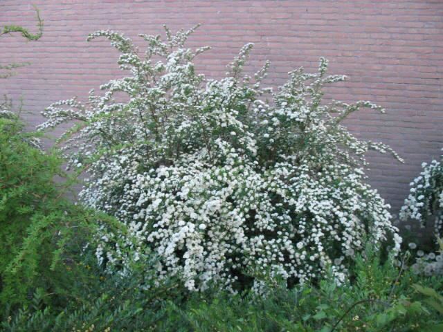Plantenfiche-Spiraea-x-vanhouttei
