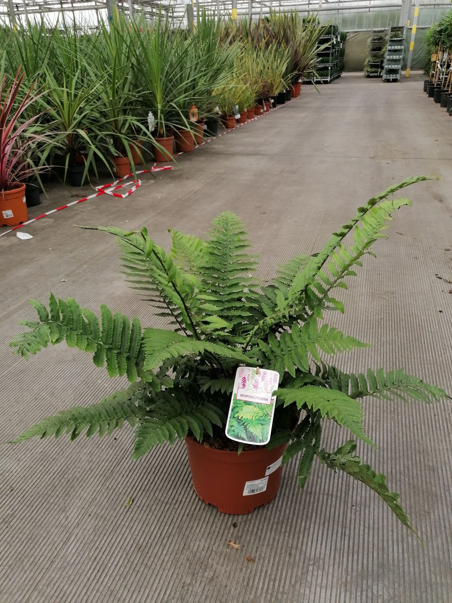 Dryopteris cycadina - pot 7,5L