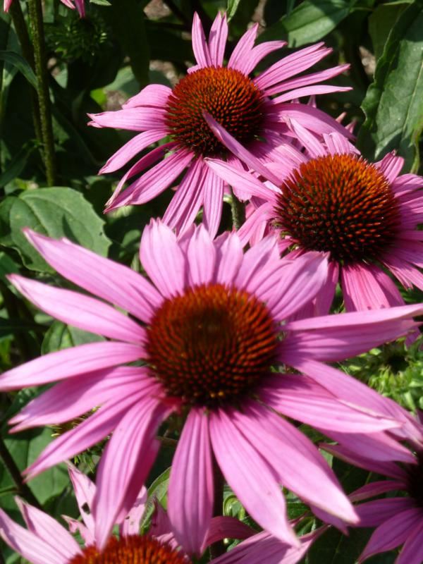 Plantenfiche-Echinacea-purpurea-Pica-Bella-