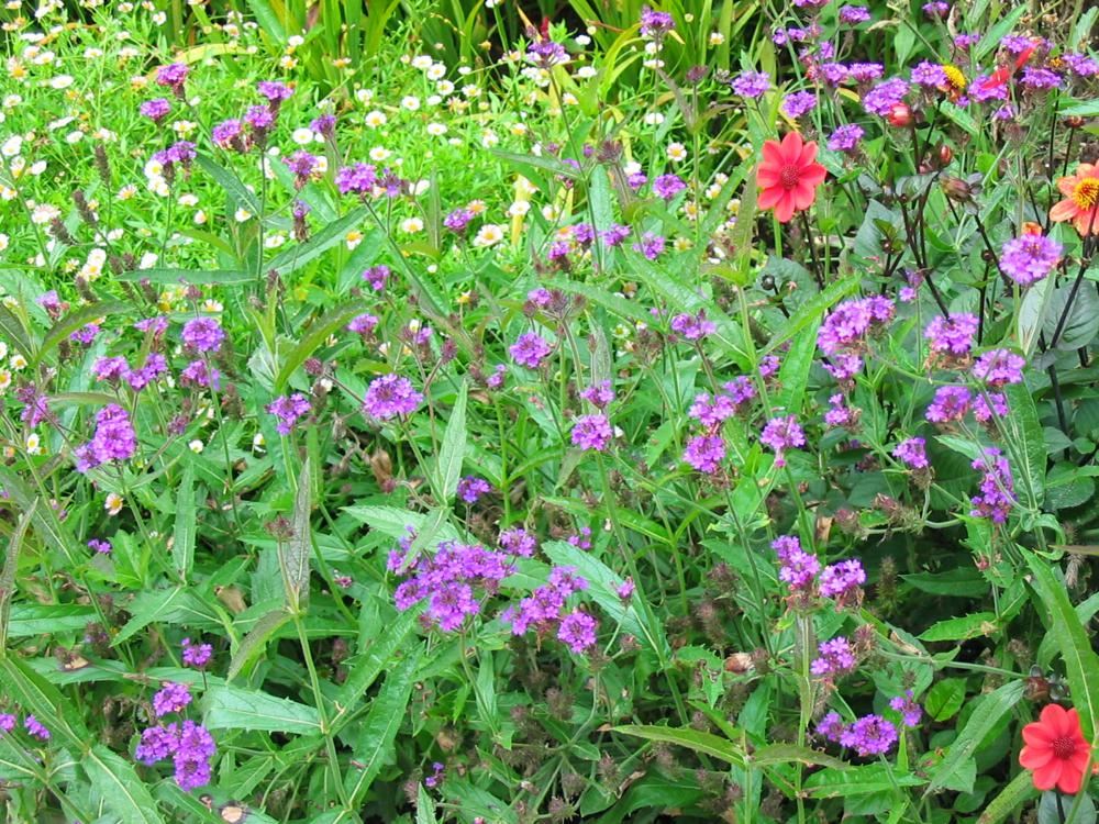 Plantenfiche-Verbena-rigida