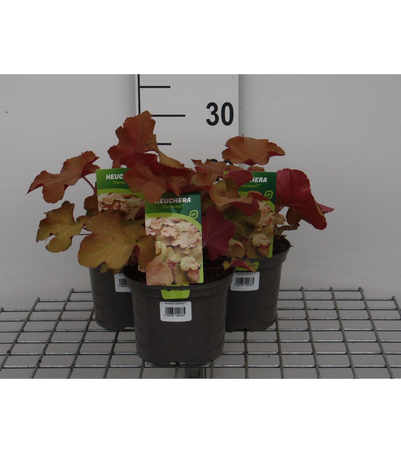 Heuchera 'Caramel' - pot 2L