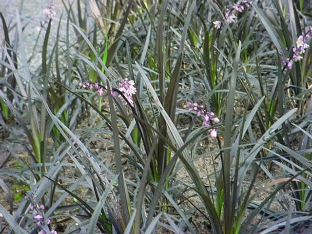 Plantenfiche-Ophiopogon-planiscapus